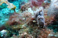 Lissoclinum perforatum