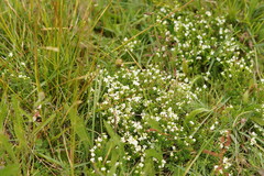 Asperula gunnii