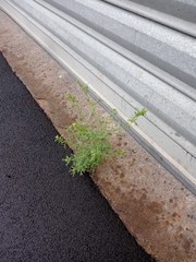 Lepidium bonariense