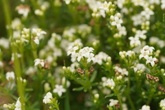 Asperula gunnii
