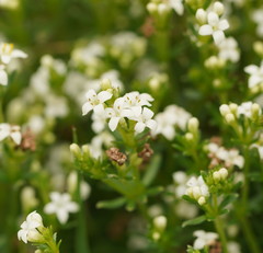 Asperula gunnii