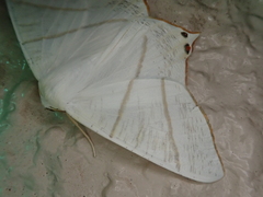 Ourapteryx nivea