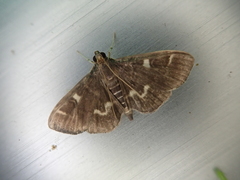 Herpetogramma luctuosalis