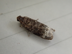 Hystrichoscelus spathanum