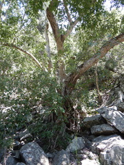 Ficus virens virens