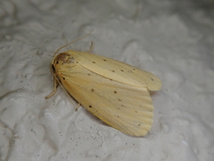 Stigmatophora flava leacrita