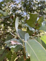 Eucalyptus neglecta