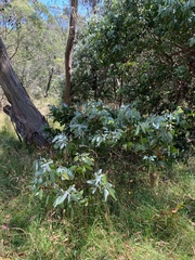 Eucalyptus neglecta