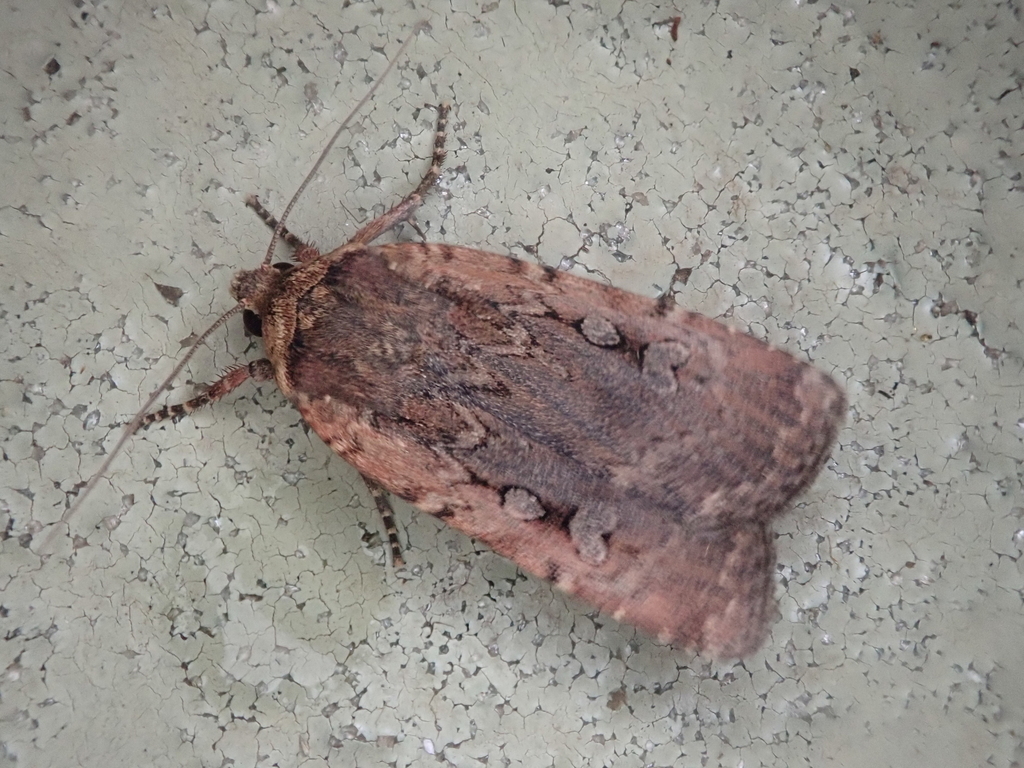 Spaelotis nipona