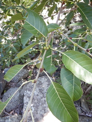Ficus virens virens
