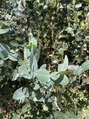 Eucalyptus neglecta