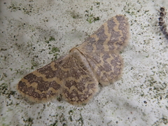 Idaea remissa