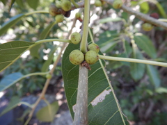 Ficus virens virens