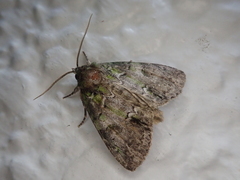 Polyphaenis subviridis