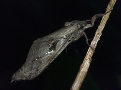 Endoclita sinensis