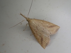 Hypenomorpha calamina