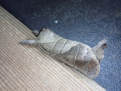 Clostera anastomosis