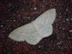 Scopula semignobilis