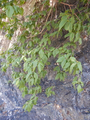 Turraea pubescens