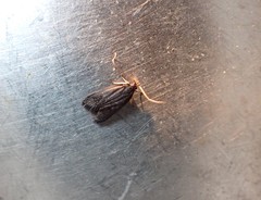 Lecithocera micromela