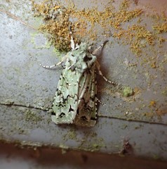 Meterana exquisita