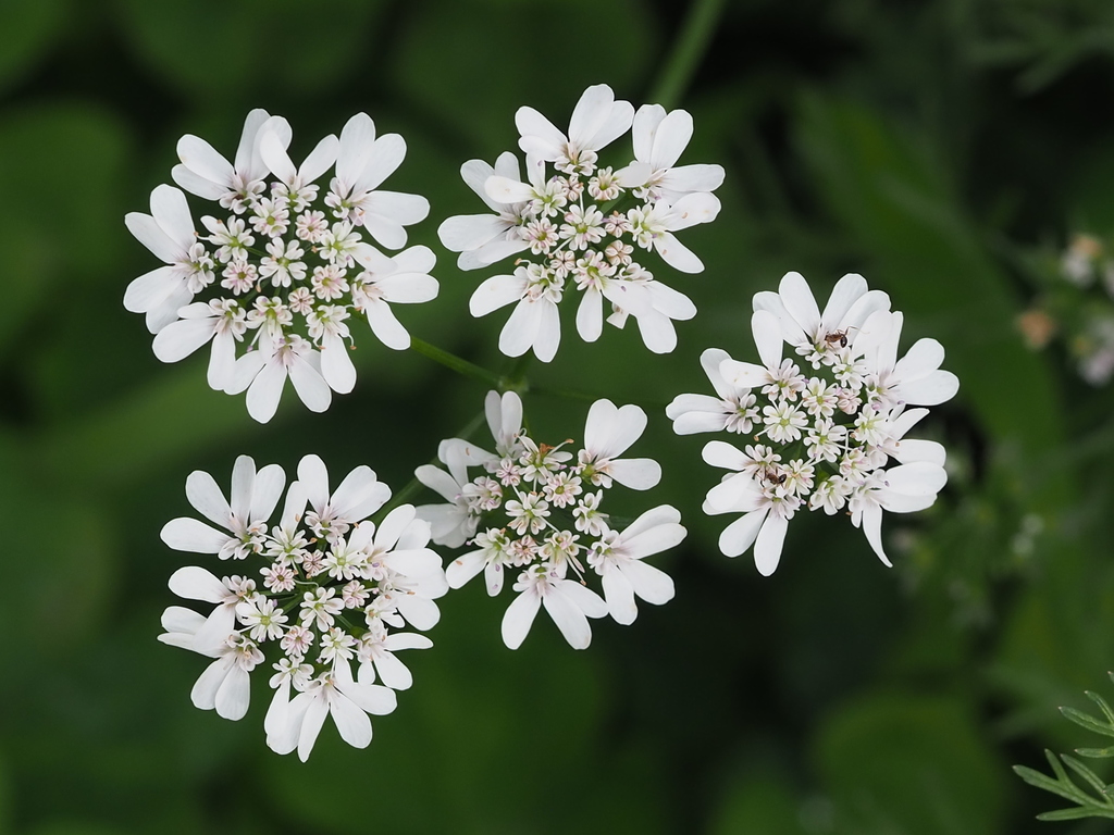 Coriandrum