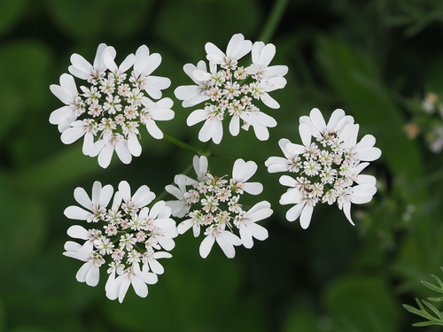 Coriandrum
