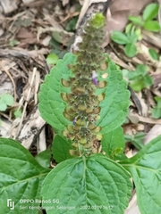 Coleus monostachyus