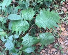 Bocconia frutescens