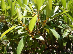 Ficus obliqua