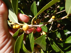 Ficus obliqua