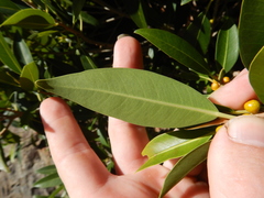 Ficus obliqua