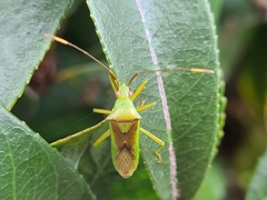 Amblypelta nitida