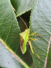 Amblypelta nitida