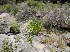 Crinum pedunculatum