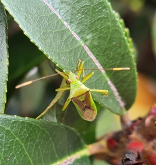 Amblypelta nitida