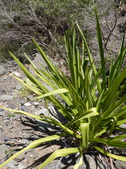 Crinum pedunculatum