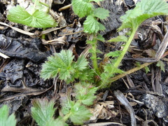 Geum macrophyllum perincisum