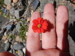 Zinnia peruviana
