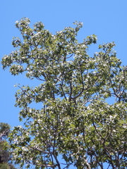 Brachychiton australis