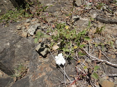 Hibiscus phyllochlaenus
