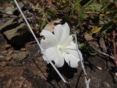 Hibiscus phyllochlaenus