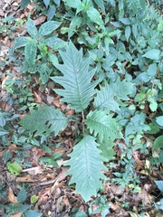 Bocconia frutescens