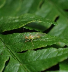 Felisacus elegantulus