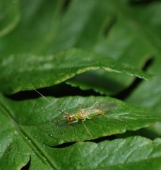 Felisacus elegantulus