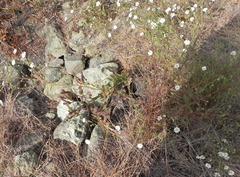 Hemizonia congesta luzulifolia