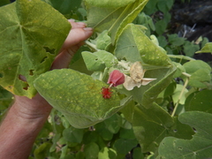 Abutilon micropetalum