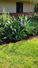 Agave
