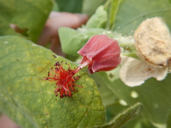 Abutilon micropetalum
