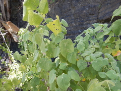 Abutilon micropetalum